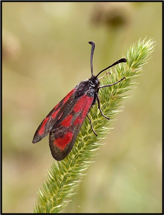 Zygaenidae da identificare - Zygaena (Zygaena) loti